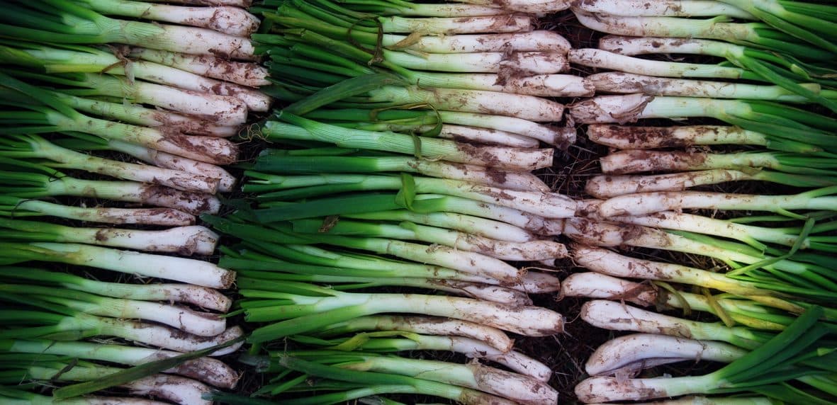 5 Typical Dishes You Must Try In Barcelona